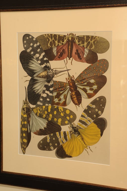 Seguy's Butterfly and Insect Pochoir Prints 6