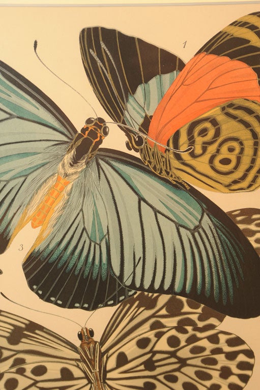 Seguy's Butterfly and Insect Pochoir Prints 8
