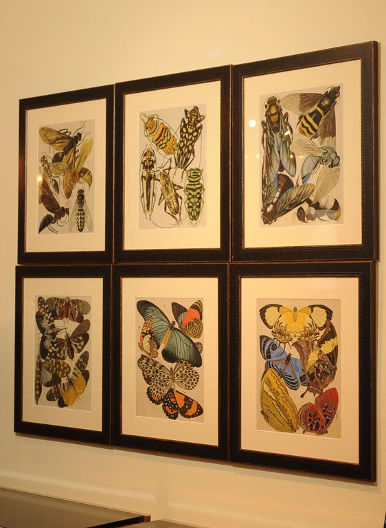 E. A. Seguy (1889-1985) <br />
Set of Six Beautiful and Vibrant BUTTERFLY AND INSECT color pochoirs, from 