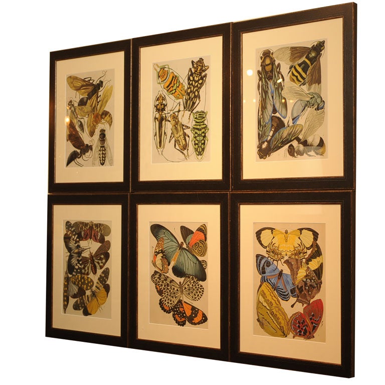 Seguy's Butterfly and Insect Pochoir Prints