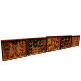 Butterfly Collection