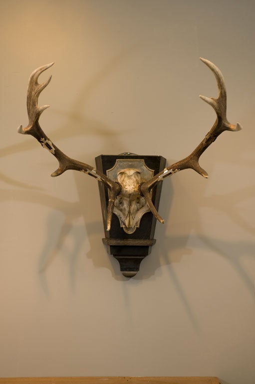 A Pair of Silver Mounted Trophy Antlers