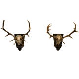 A Pair of Silver Mounted Trophy Antlers