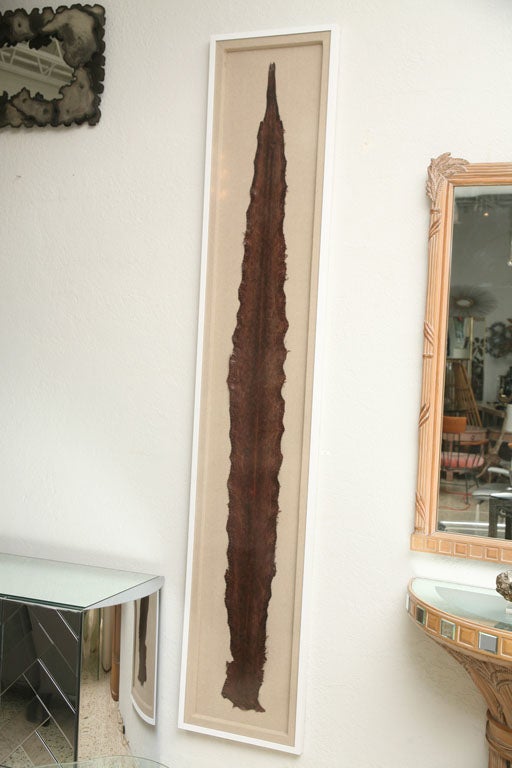 snake skin display
