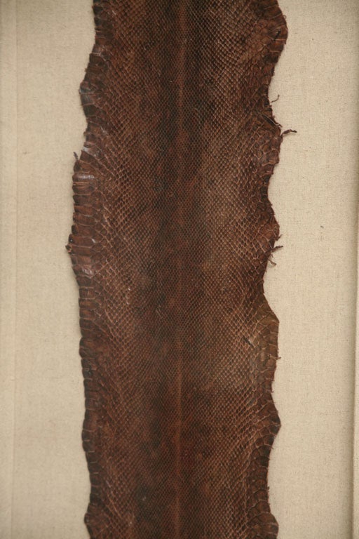 framed snake skin