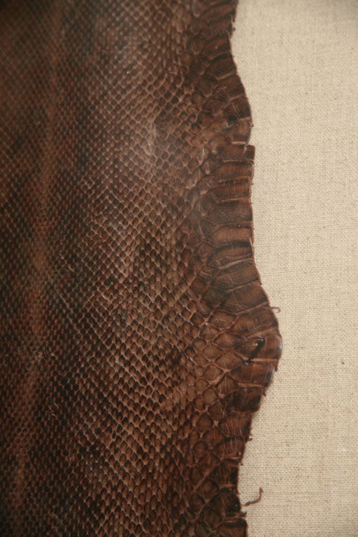rattlesnake skin display