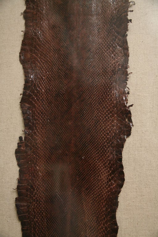 American Fabulous Framed Snakeskin