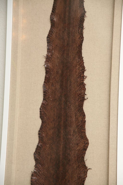 20th Century Fabulous Framed Snakeskin