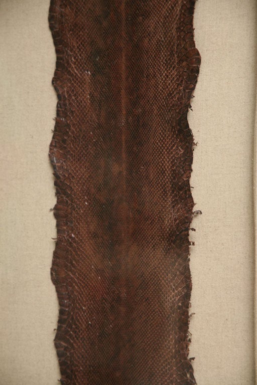 Fabulous Framed Snakeskin 1