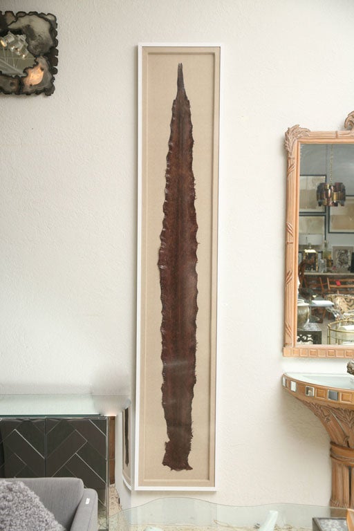 Beauty and the Beast... This long brown snakeskin has been custom mounted on sand linen-covered matting in a shallow shadowbox, all framed in fresh, modern white. Conveniently wired to hang either vertically or horizontally.