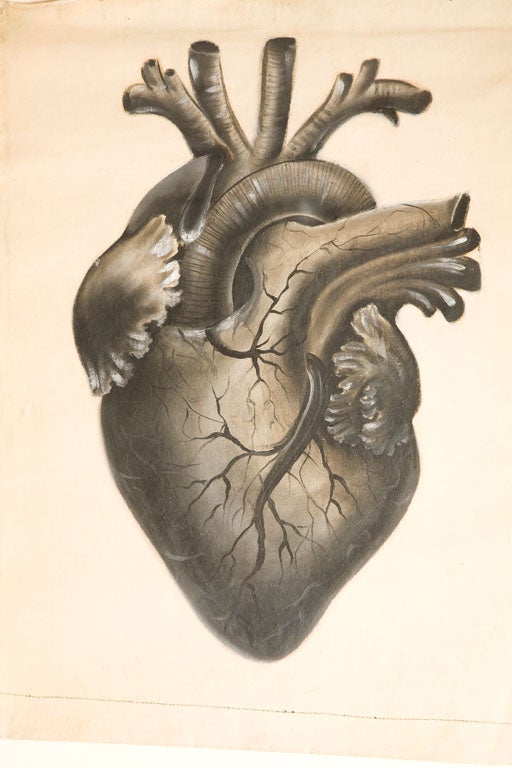 19th Century Collection of Painted Human Heart Studies