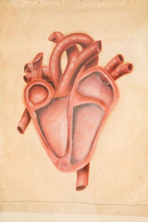 Collection of Painted Human Heart Studies 2