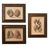 Antique Set of Three Framed Prints of Large Sea Shells by Italian Artist, 19th Century