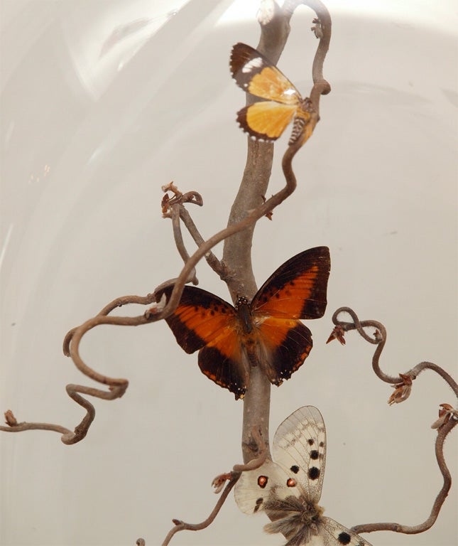Specimen Butterflies in Antique Glass Dome