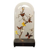 Specimen Butterflies in Antique Glass Dome