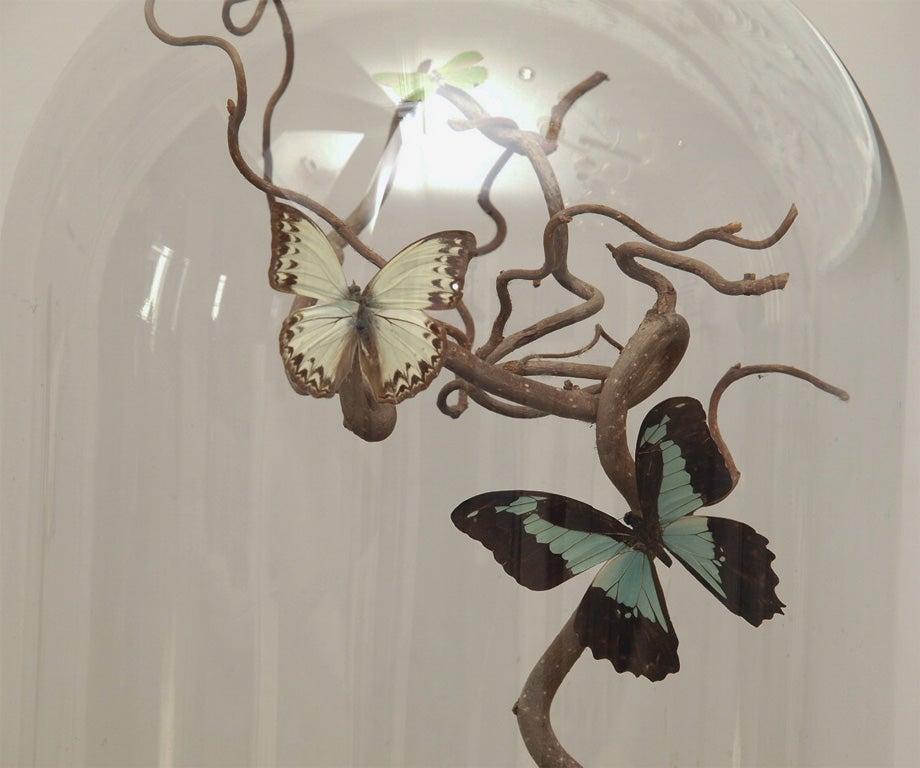 Vibrantly colored butterflies mounted to curly willow stems under an antique glass dome; stained wooden base