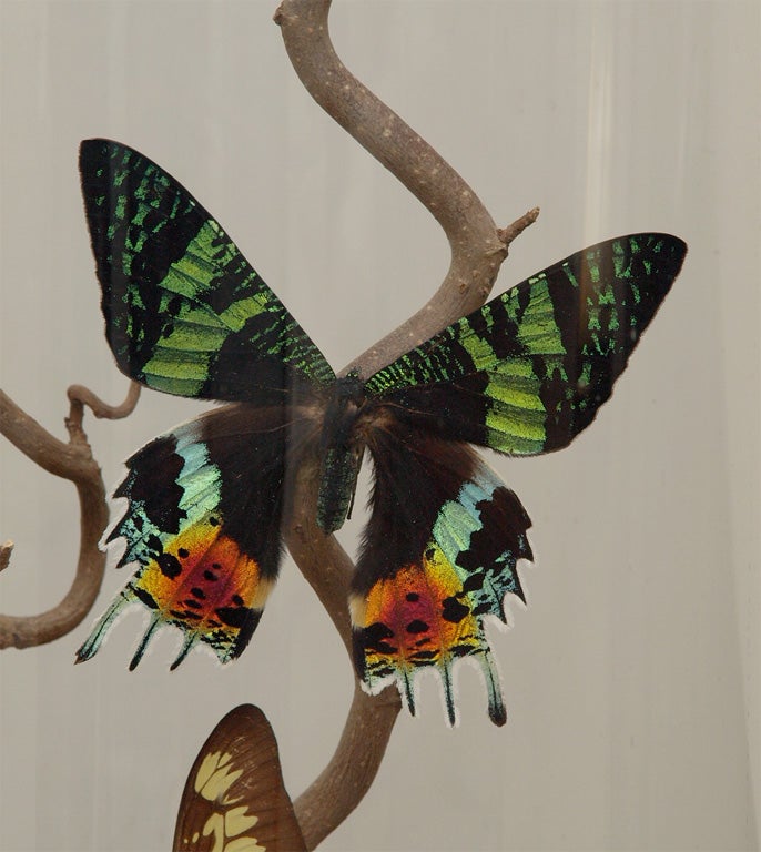 Unknown Specimen Butterflies in Antique Glass Dome