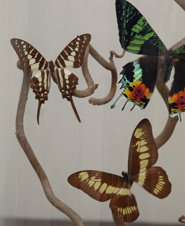 Stained Specimen Butterflies in Antique Glass Dome
