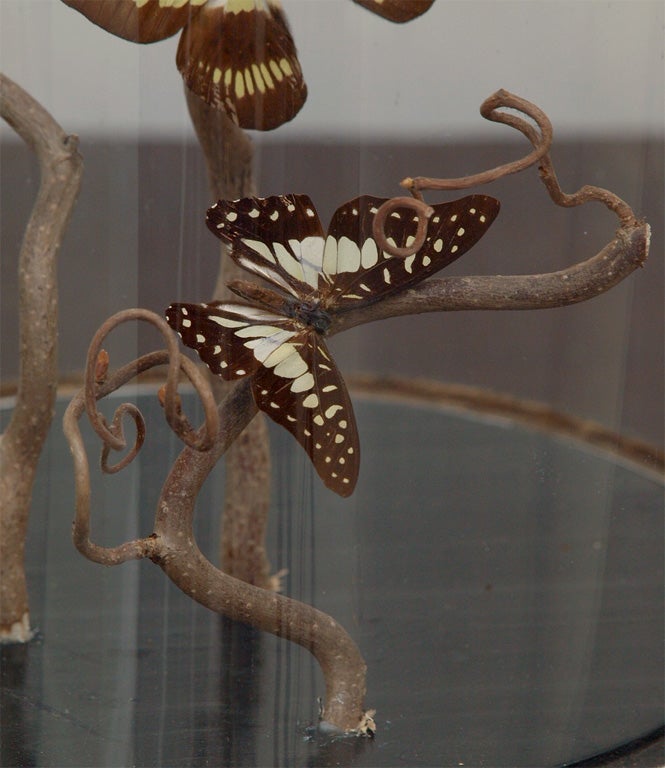 20th Century Specimen Butterflies in Antique Glass Dome