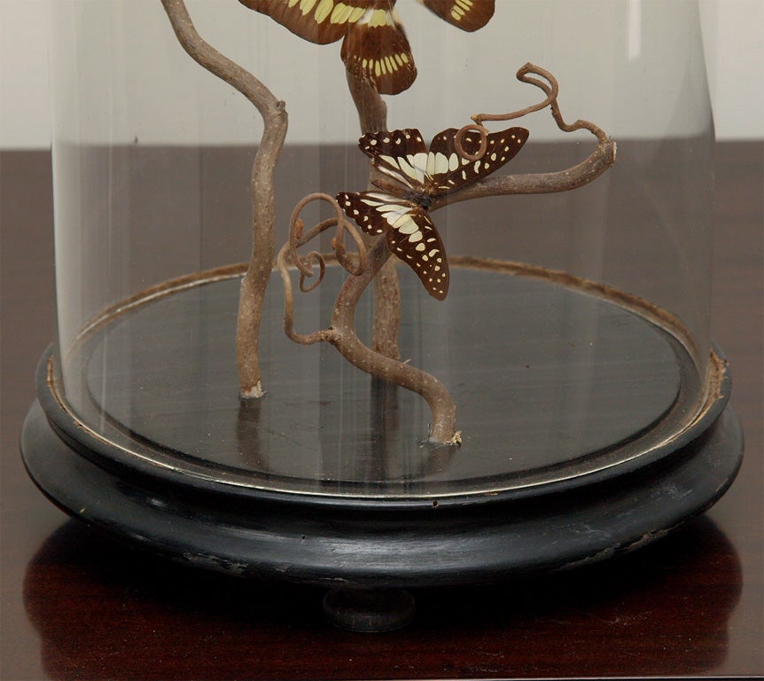 Specimen Butterflies in Antique Glass Dome 1