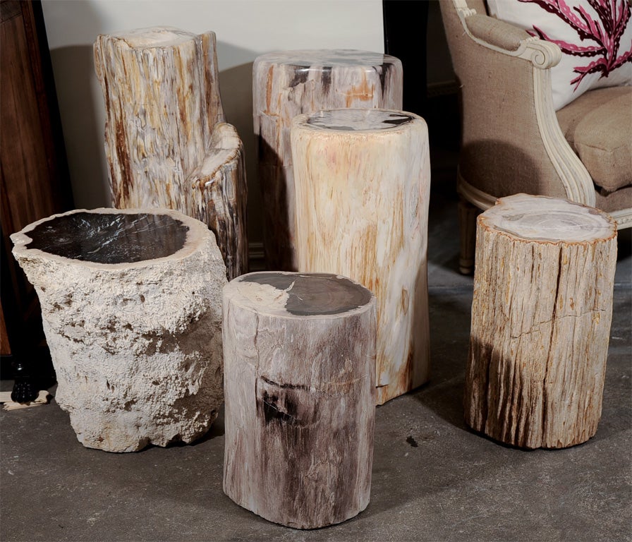 Petrified Wood Stumps for side tables or stools. Sanded tops for a smooth finish. <br />
Pieces are over a million years old.