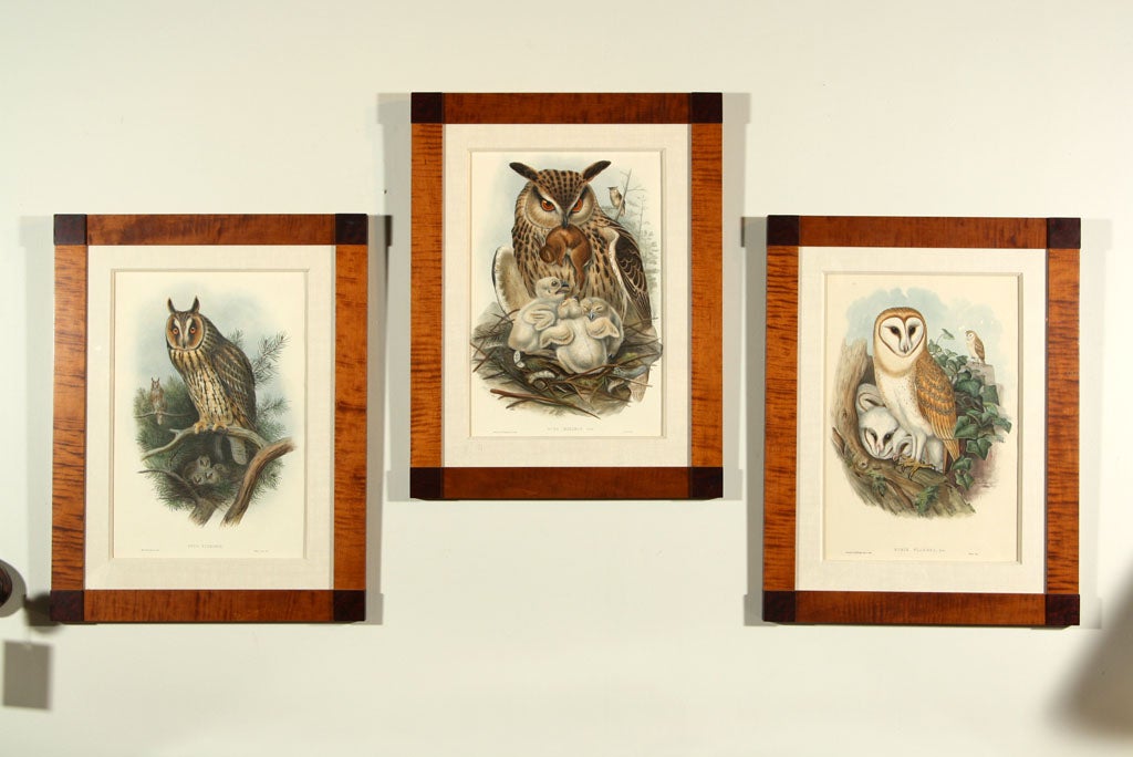 Owl Prints by John Gould