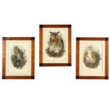 Owl Prints by John Gould