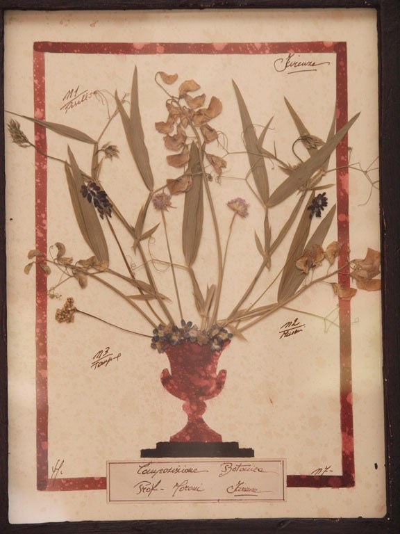 20th Century Set of 4 Framed Vintage Italian Botanicals