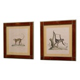 Pair 19th C. Primates Lithographs, Matted and Framed