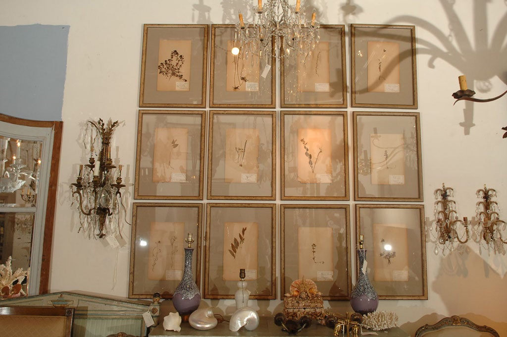 an extremely large selection of early 20th century Swedish herbariums custom framed with linen matts and museum quality glass<br />
<br />
They are very appealing displayed en masse. Image 2 gives a sense of their visual impact.<br />
<br