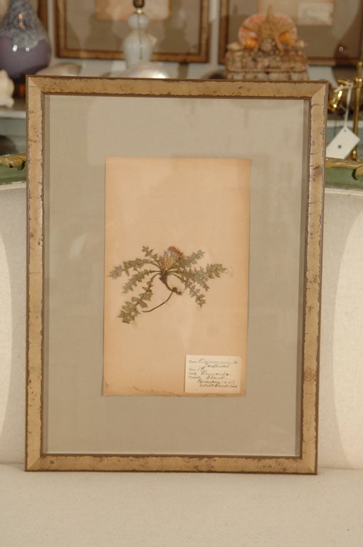 20th Century Swedish Herbariums