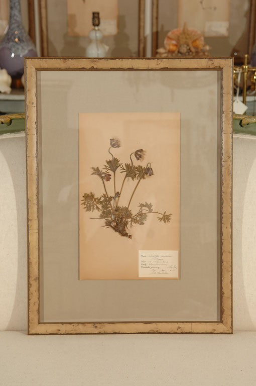 Swedish Herbariums 1