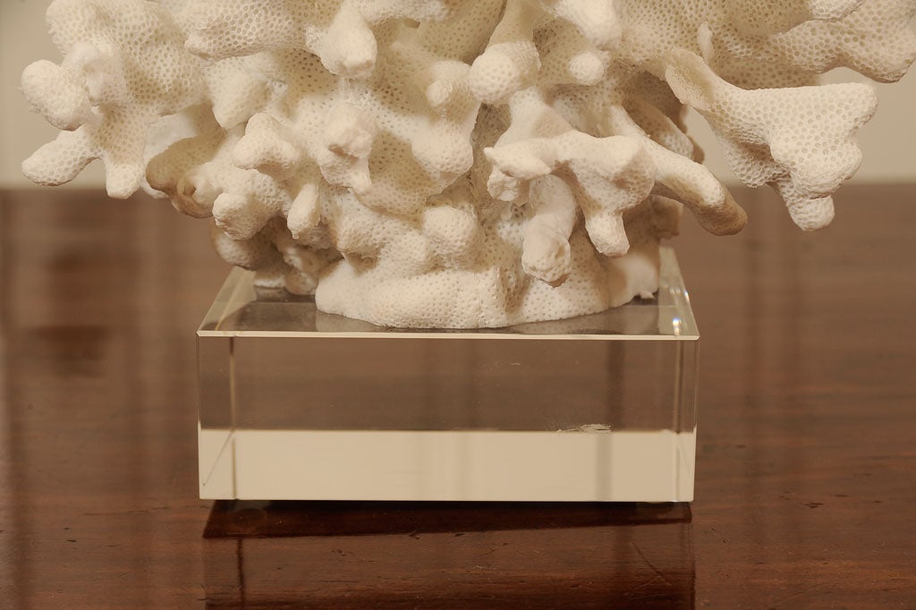 White coral mounted on lucite--perfect accessory at the seaside or in the city.