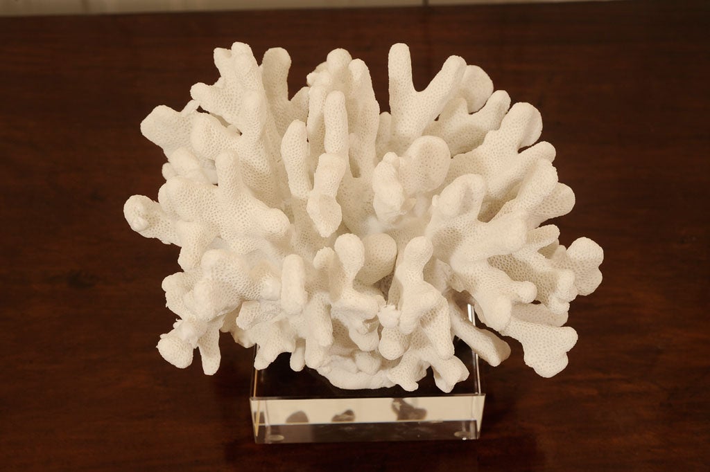 American WHITE CORAL ON LUCITE