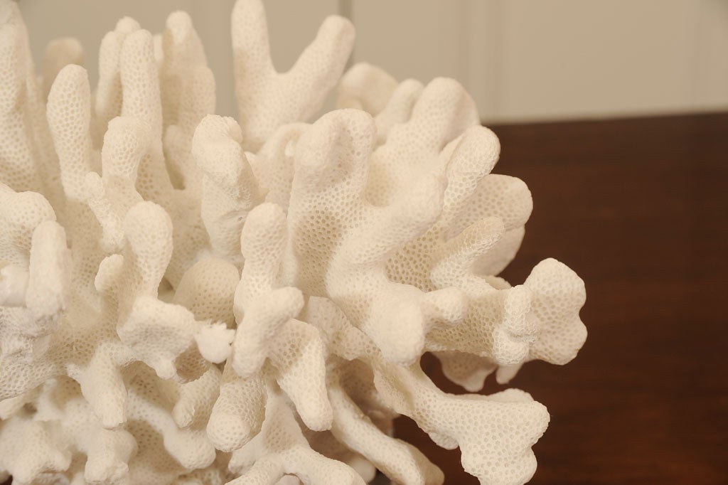 WHITE CORAL ON LUCITE In Excellent Condition In New York, NY