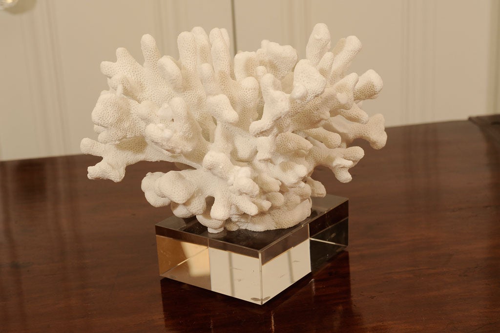 Contemporary WHITE CORAL ON LUCITE