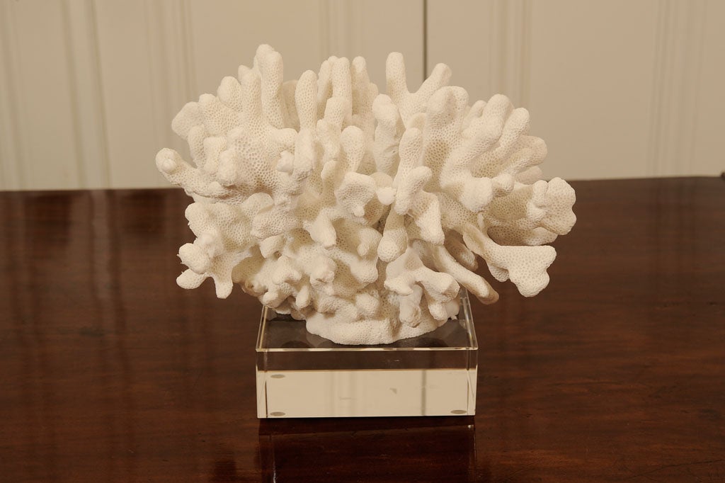 WHITE CORAL ON LUCITE 1