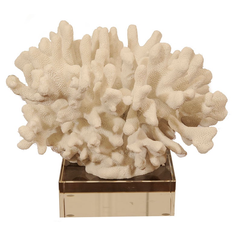 WHITE CORAL ON LUCITE