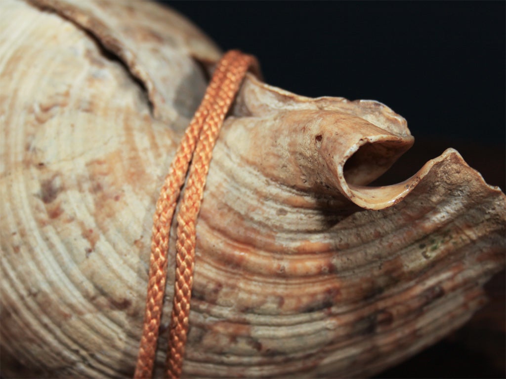 Japanese Conch Shell Trumpet 3