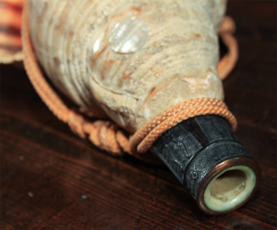 Japanese Conch Shell Trumpet 6