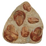 Prehistoric Trilobite Fossil