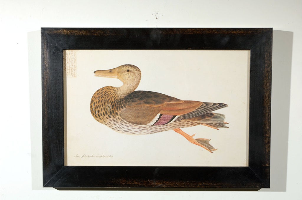 Other Set of Five Framed Duck Prints For Sale