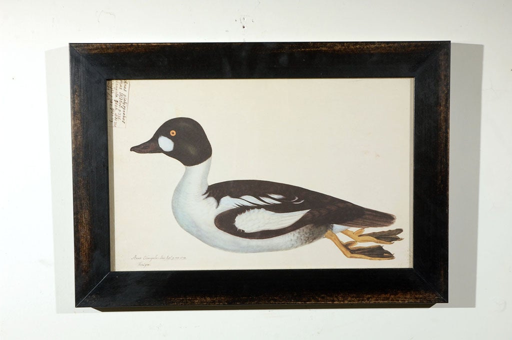 Set of Five Framed Duck Prints In Excellent Condition For Sale In Los Angeles, CA