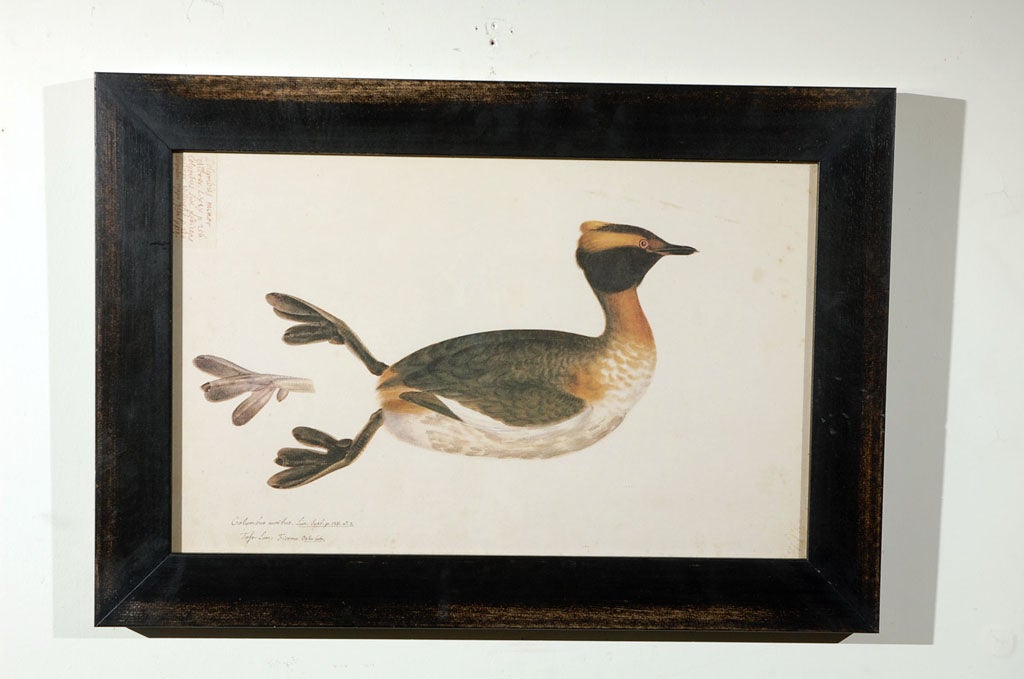 Mid-20th Century Set of Five Framed Duck Prints For Sale