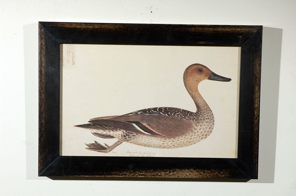 Set of Five Framed Duck Prints For Sale 1