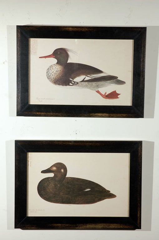 Set of Five Framed Duck Prints For Sale 2