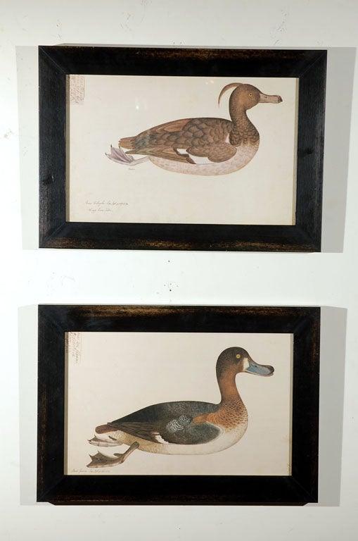 Set of Five Framed Duck Prints For Sale 3