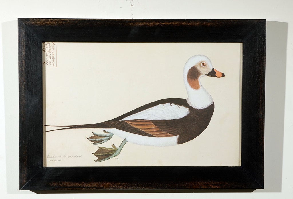 Set of five 17th century duck prints reprinted in the 1940s, newly custom framed. Inquire for remaining five available.