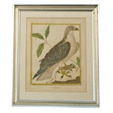 Hand Colored French Print of a Bald Eagle