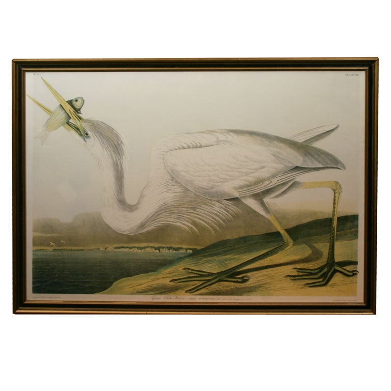 Audubon Print: Great White Heron